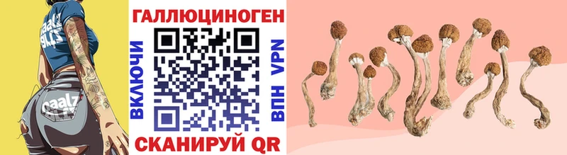 Галлюциногенные грибы Psilocybine cubensis  цены наркотик  Камышин 
